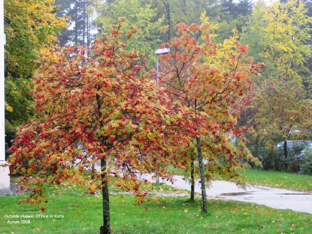 Kista autumn 3